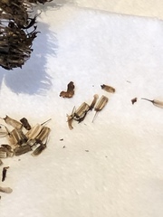 Oenanthe pimpinelloides