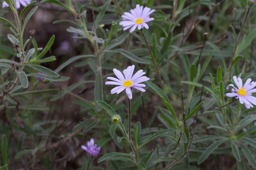 Rasp Daisy-bush (Olearia picridifolia)