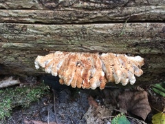 Osteina undosa