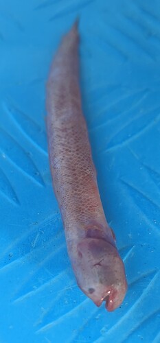 Burrowing goby (Trypauchen vagina) — Gobiidae