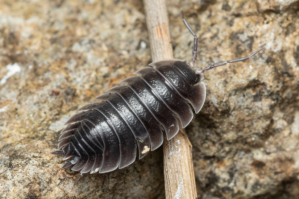 Porcellio marginalis