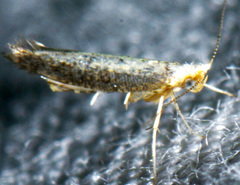 Argyresthia subreticulata