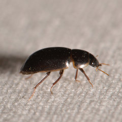 Enochrinae