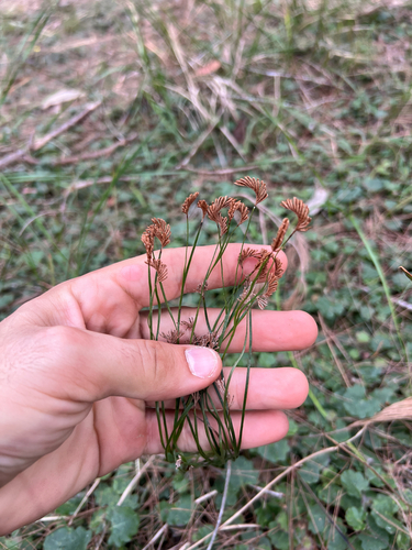Schizaea bifida (Schizaea bifida)