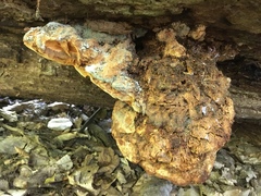 Aurantiporus croceus