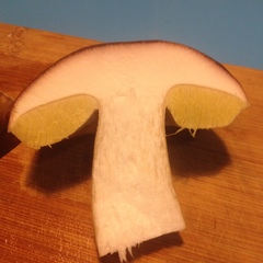 Boletus edulis