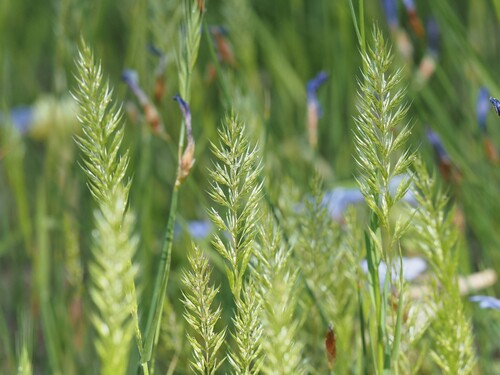 Nit Grass (Gastridium ventricosum)