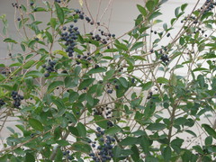 Forestiera pubescens pubescens