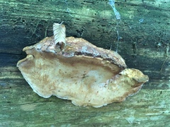 Amylocystis lapponica