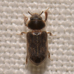 Heterocerus fenestratus