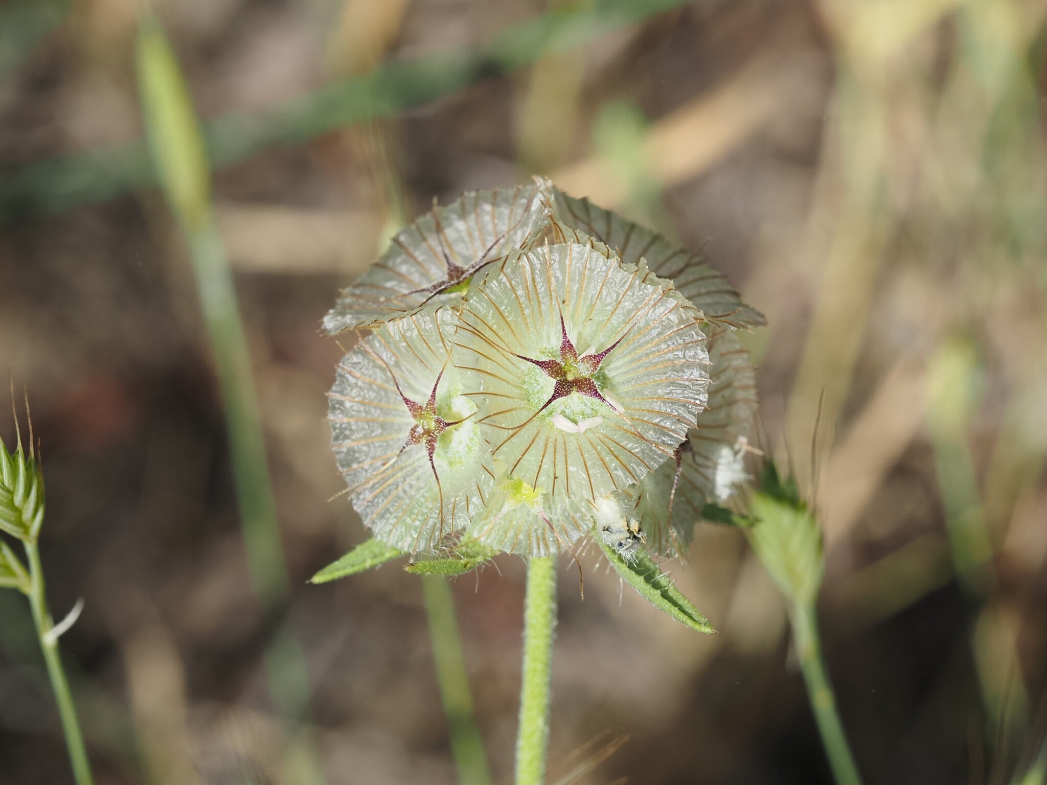 Star Scabious (Lomelosia simplex)