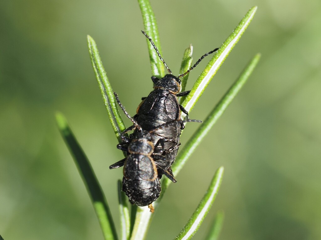 Arima marginata