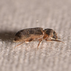 Heterocerus fenestratus