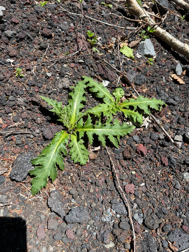 Cirsium purpuratum, photograph 1