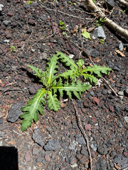 Cirsium purpuratum