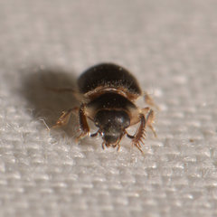 Heterocerus fenestratus