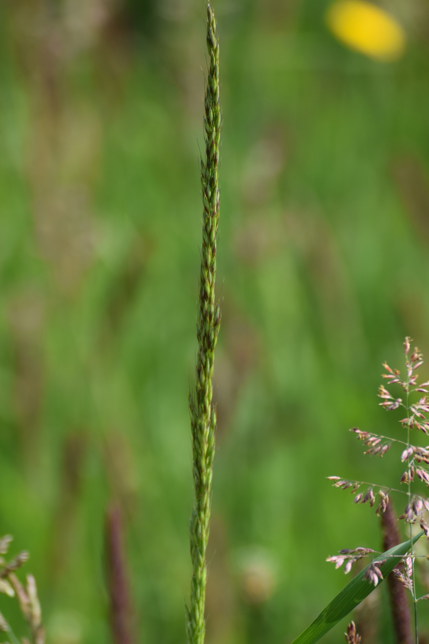 Arrhenatherum longifolium