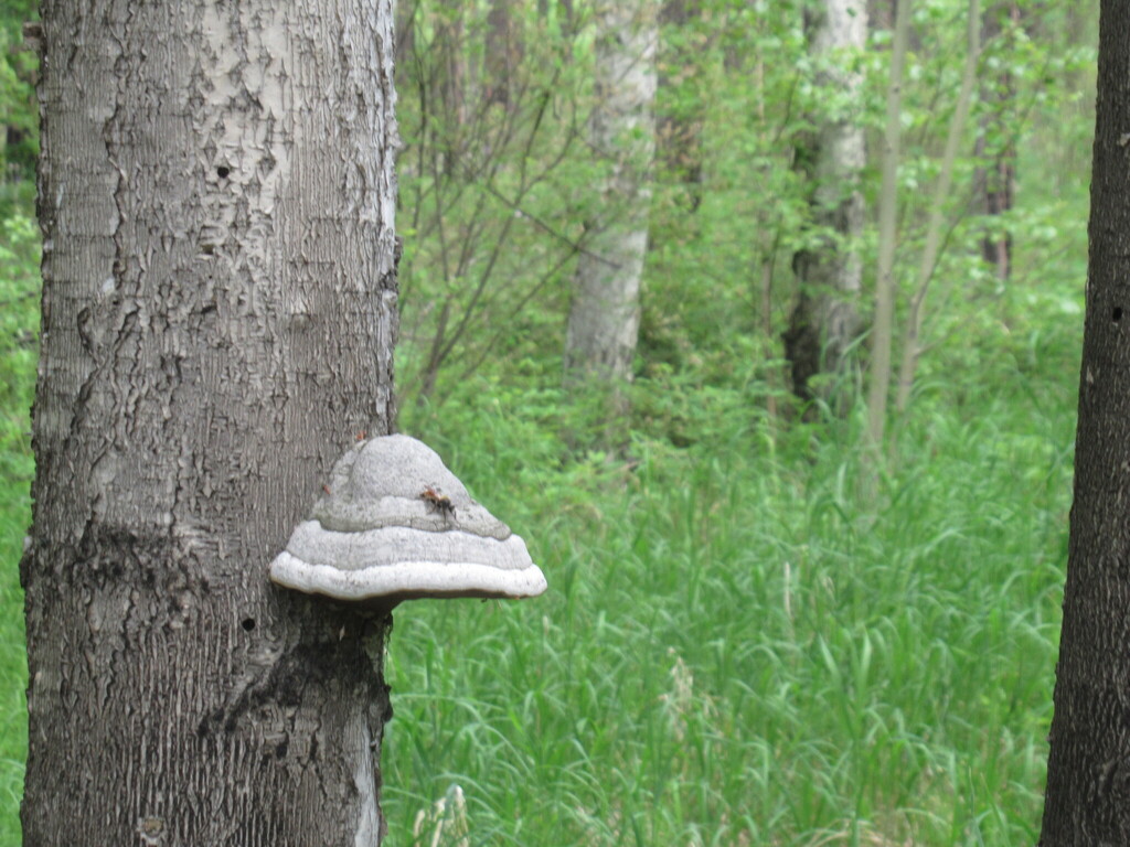 Fomes fomentarius · June 2025 · photo: © smsergey (iNaturalist, cc-by-nc)