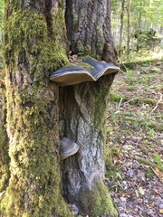 Phellinus populicola