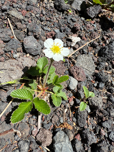 Fragaria nipponica iNat (1)