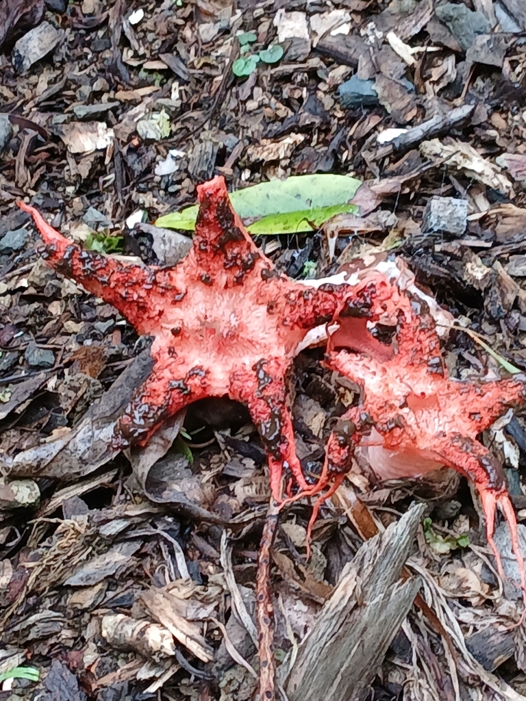 Clathrus archeri · June 2025 · photo: © mphnz (iNaturalist, cc0)