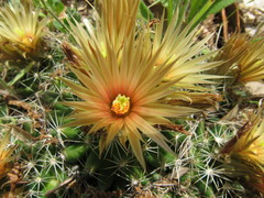 Escobaria missouriensis