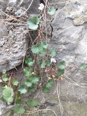 Cymbalaria muralis