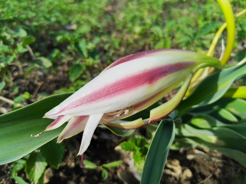 Crinum ornatum