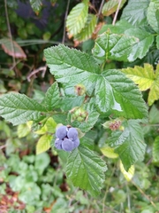 Rubus caesius