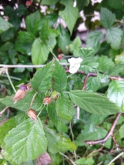 Rubus caesius