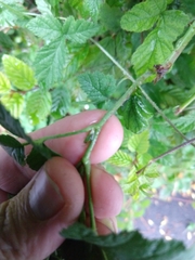 Rubus caesius