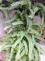 Asplenium trichomanes