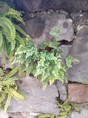Asplenium ruta-muraria