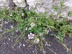 Eisenkraut (Verbena officinalis): Herkunft und Verwendung — Foto 3
