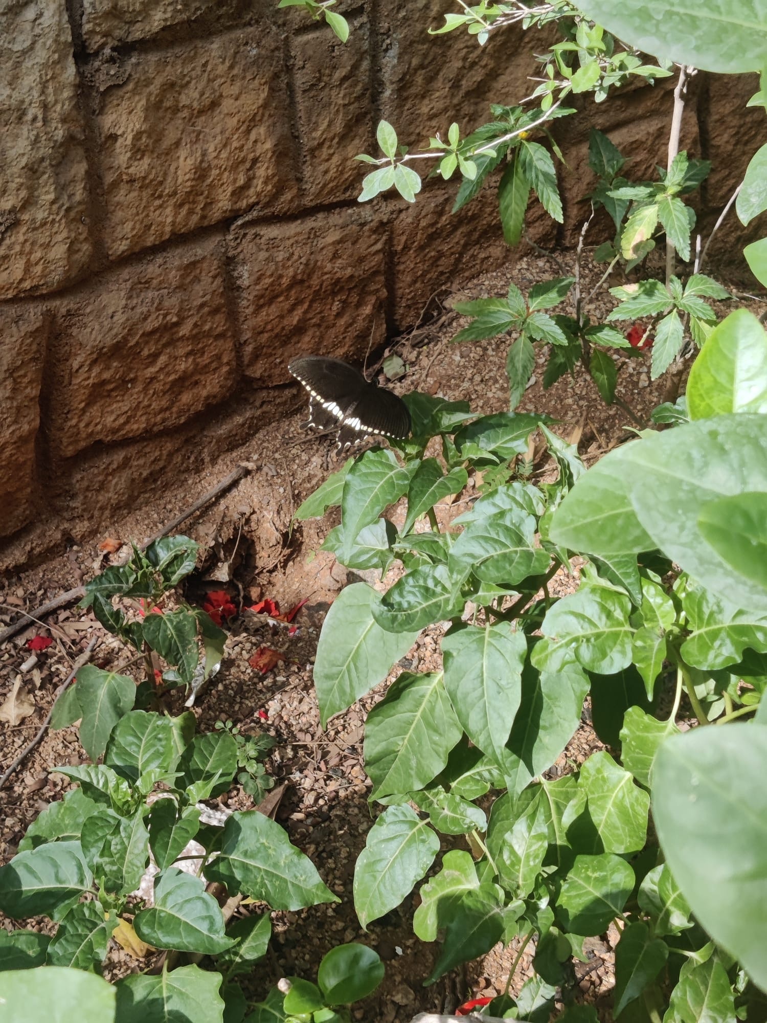 Common Mormon