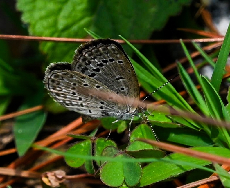 Pale Grass Blue