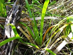 Machaerina sinclairii