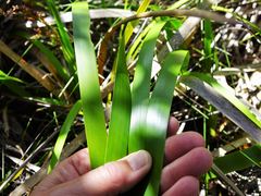 Machaerina sinclairii