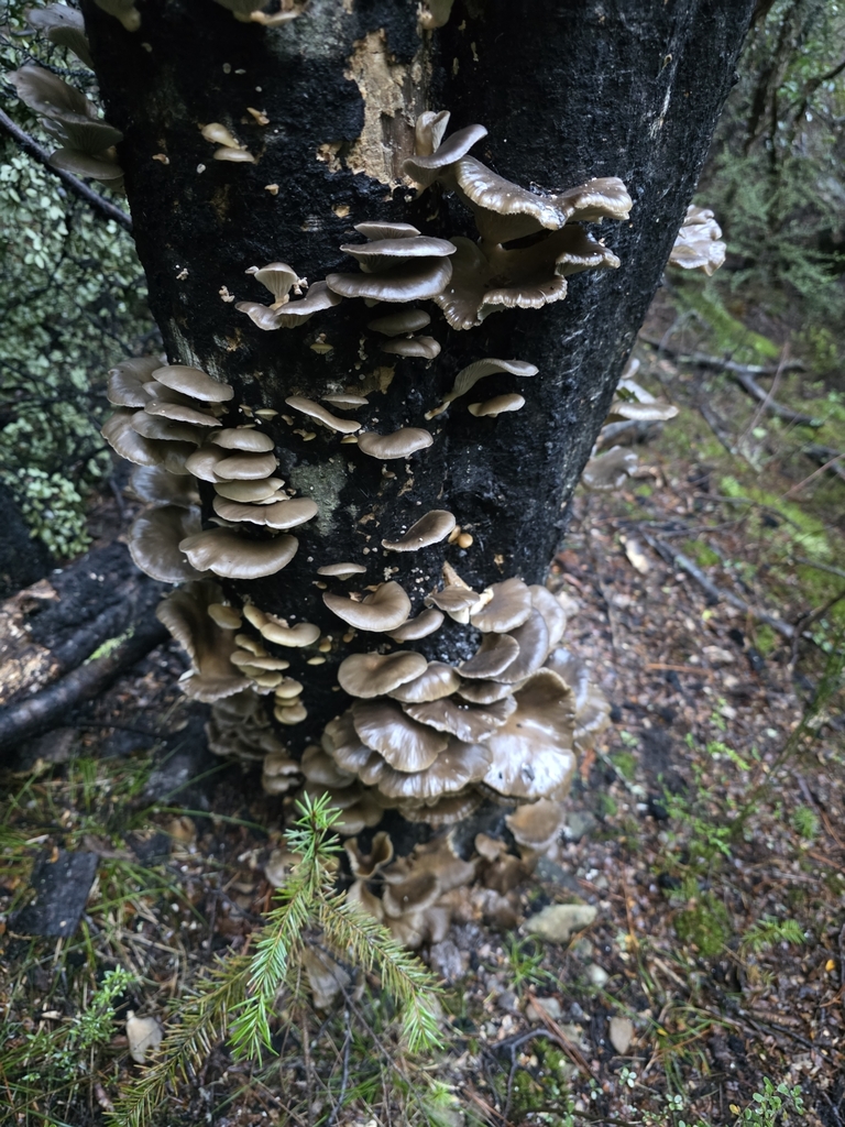 Pleurotus purpureo-olivaceus · June 2025 · photo: © nicnation (iNaturalist, cc-by)