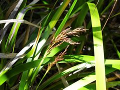 Machaerina sinclairii