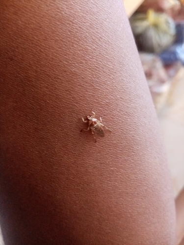 Hippobosca longipennis
