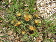 Escobaria missouriensis