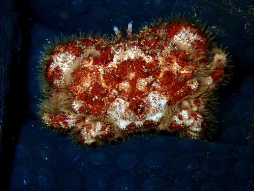 Gaillardiellus superciliaris observed 2025-06-16