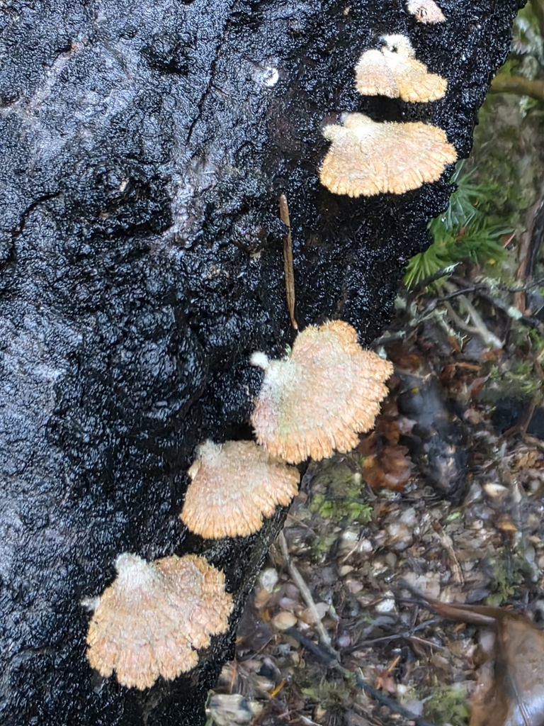 Schizophyllum commune · June 2025 · photo: © nicnation (iNaturalist, cc-by)