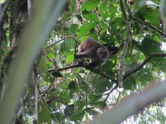 Cebus aequatorialis