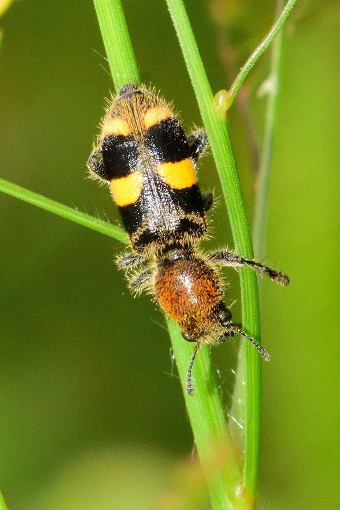 Enoclerus bipilosus