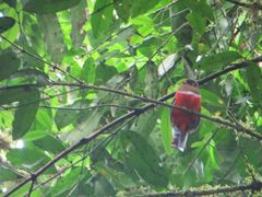 Trogon