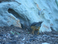 Turdus olivaceus