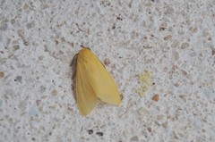 Pareuchaetes insulata