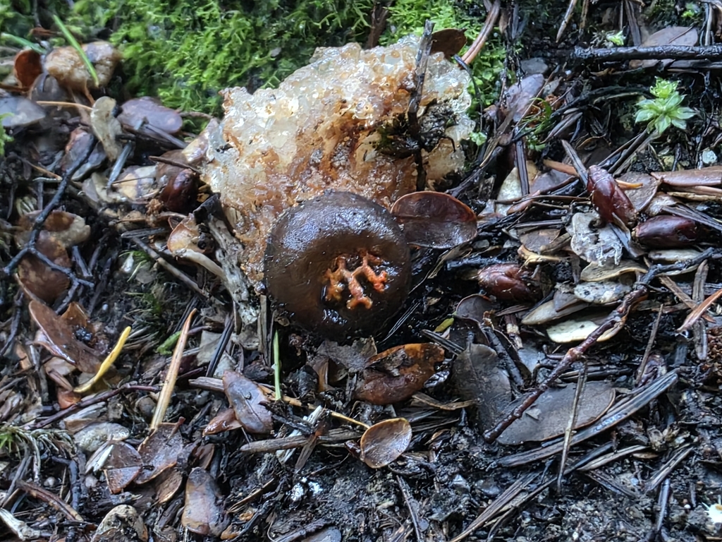 Calostoma rodwayi